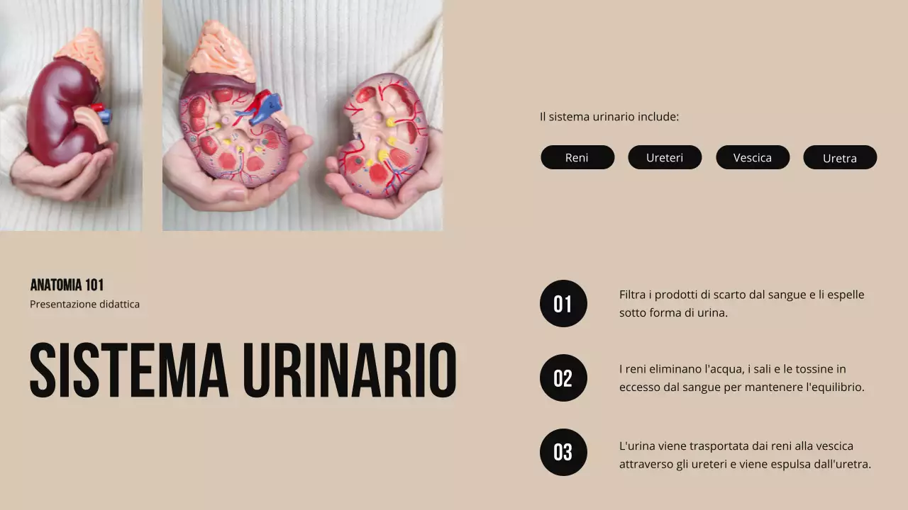 Materiale di studio sulla struttura e la funzione delle parti del corpo in grassetto d'avorio