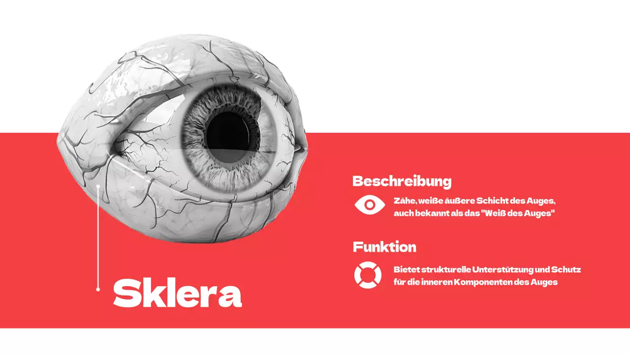 Rote einfache Teile der Augen Studienmaterialien