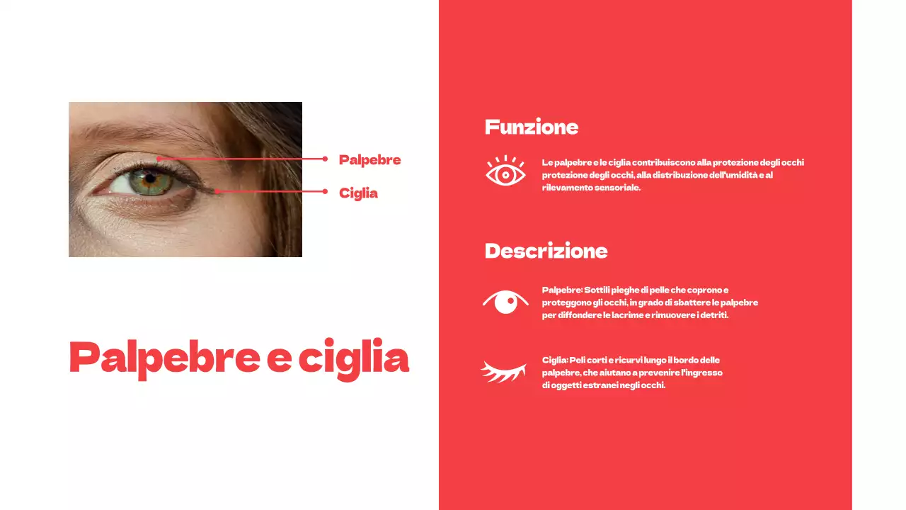 Rosso Parti semplici degli occhi Materiale di studio