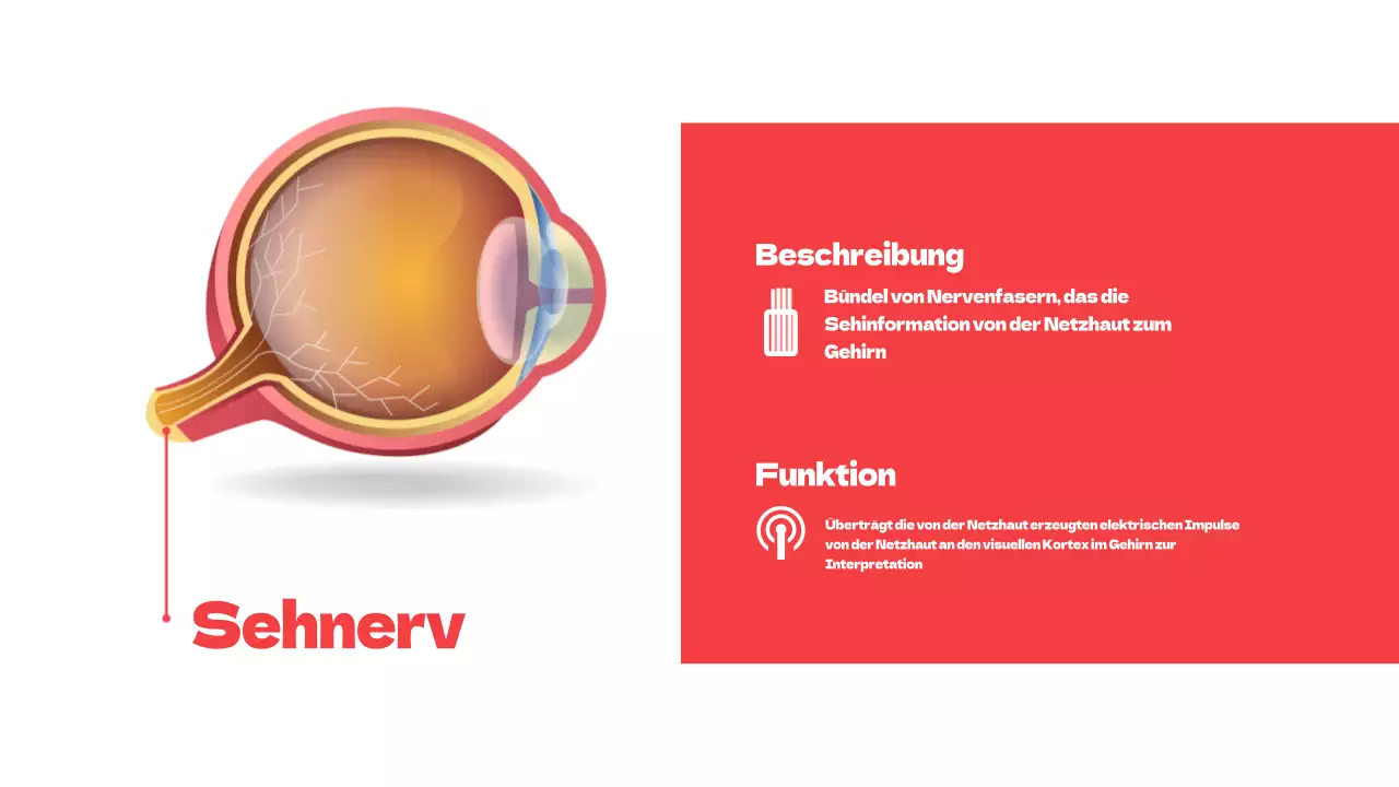 Rote einfache Teile der Augen Studienmaterialien