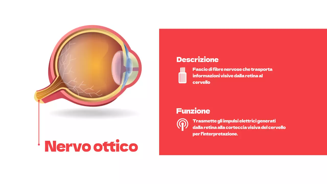 Rosso Parti semplici degli occhi Materiale di studio