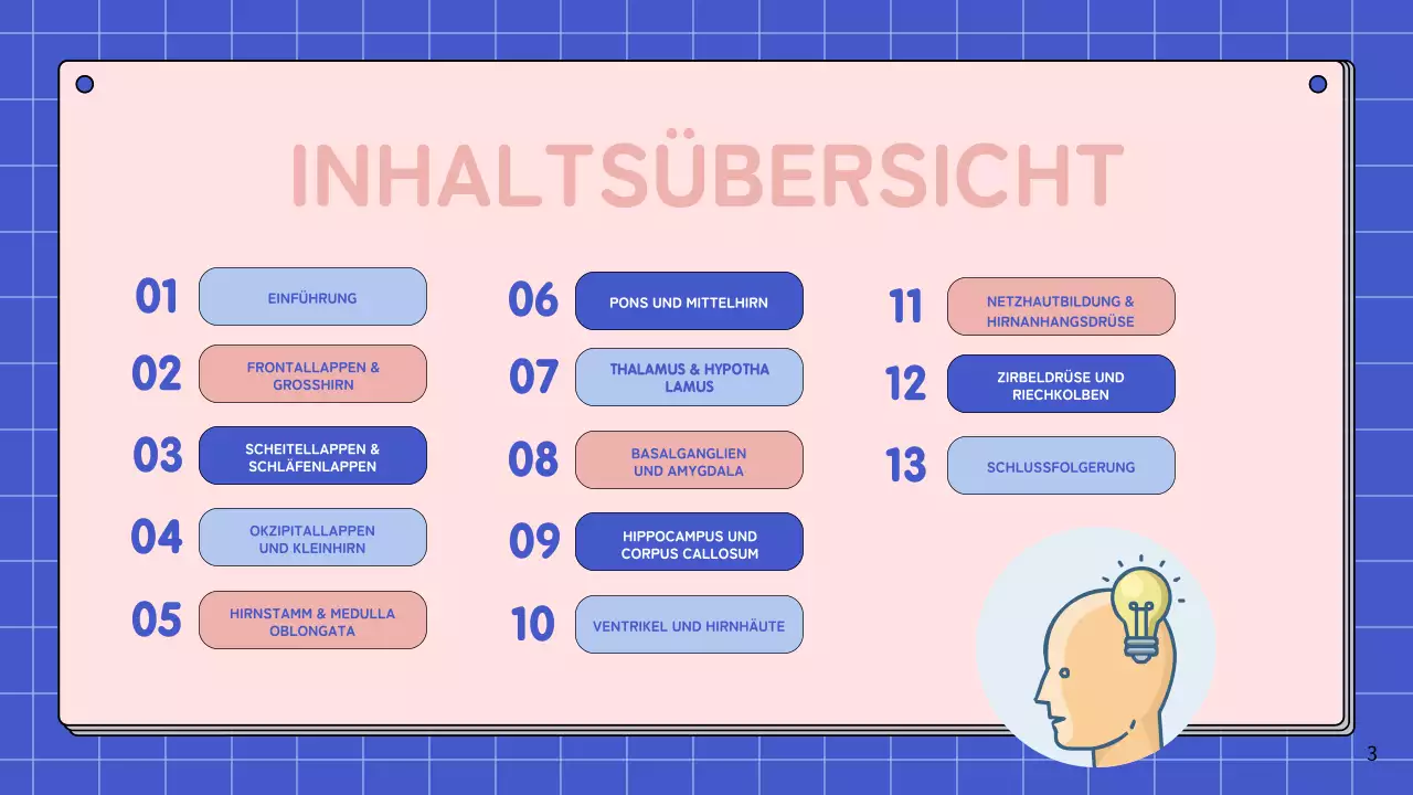 Rosa und himmelblau Einfache Anatomie des Gehirns Klasse Studienmaterialien