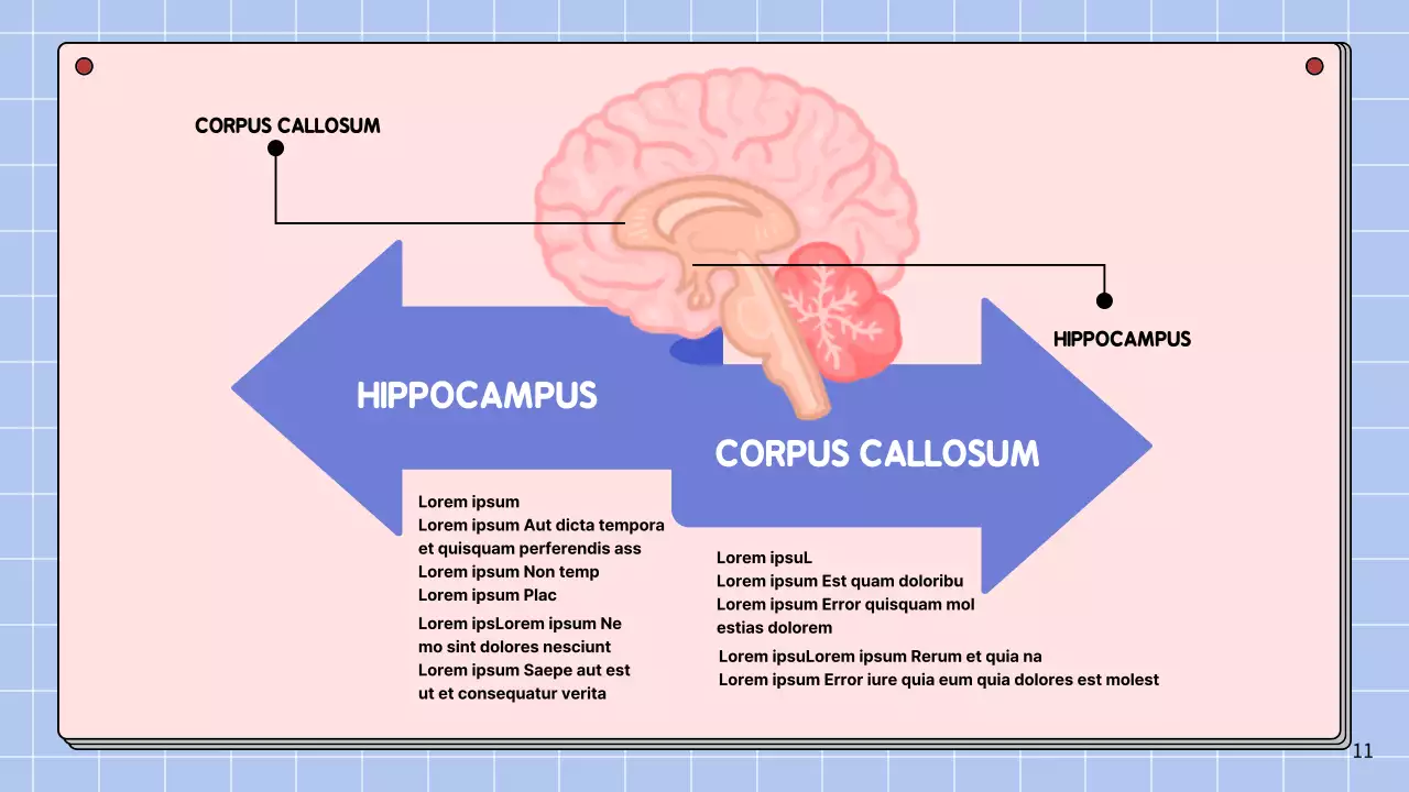 Rosa und himmelblau Einfache Anatomie des Gehirns Klasse Studienmaterialien