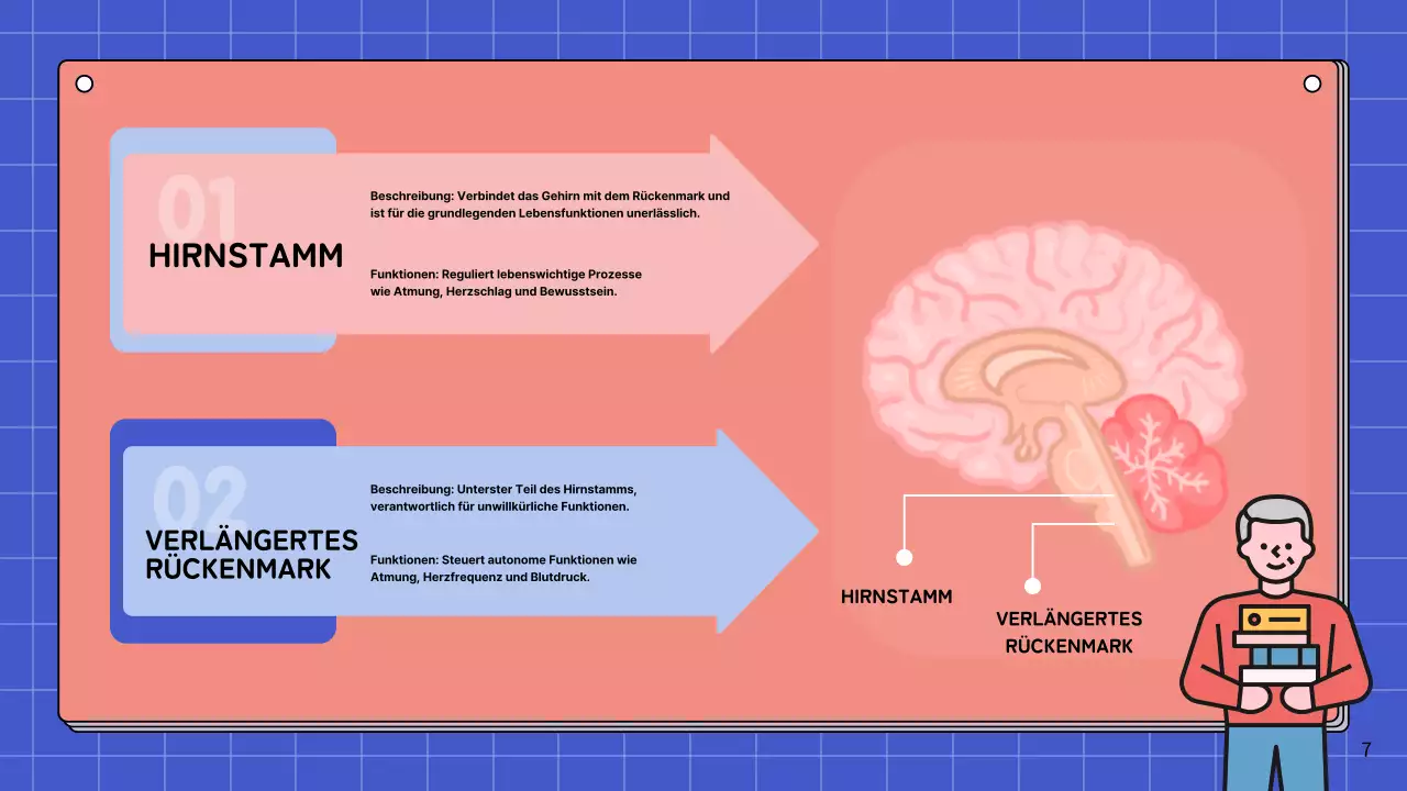 Rosa und himmelblau Einfache Anatomie des Gehirns Klasse Studienmaterialien