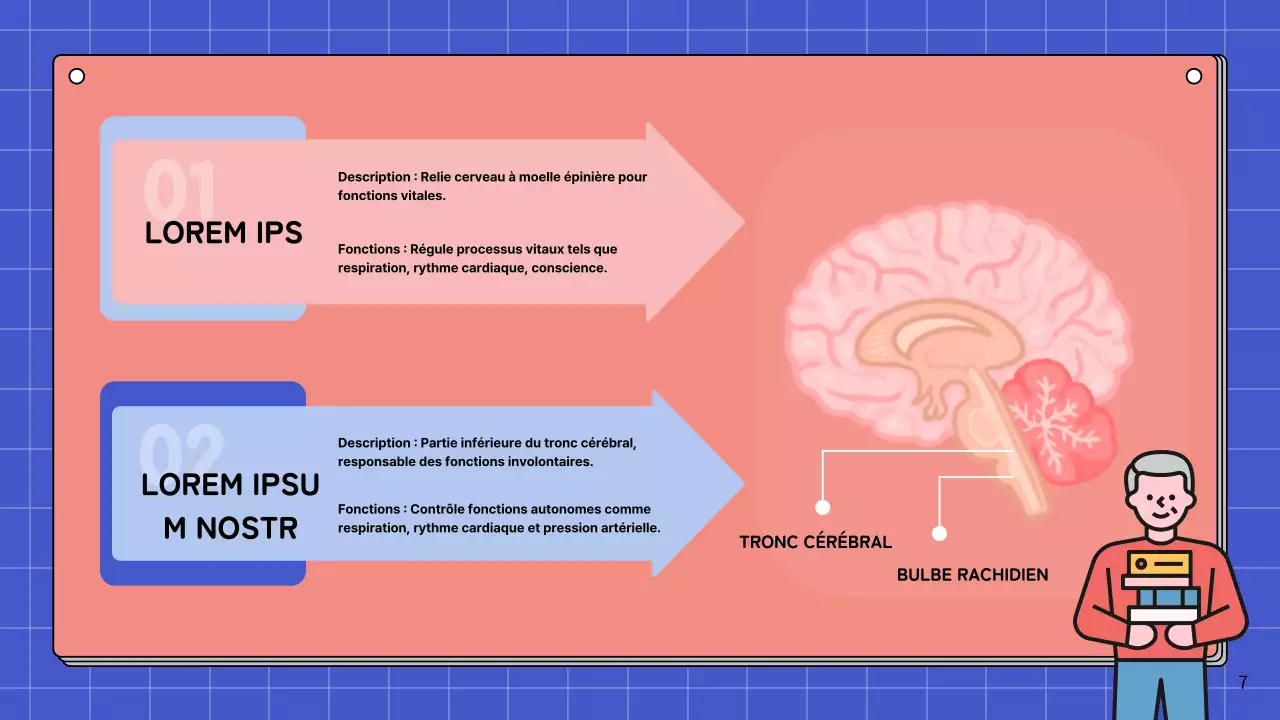 Matériel d'étude pour le cours d'anatomie cérébrale simple rose et bleu ciel