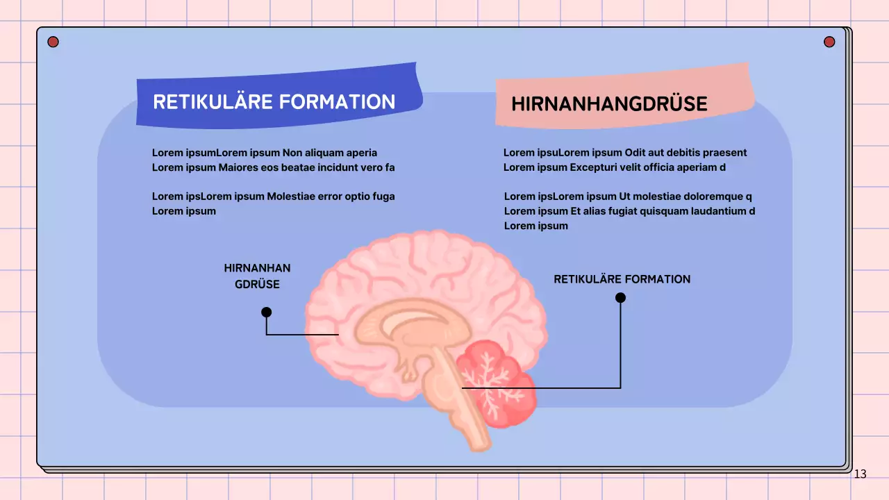 Rosa und himmelblau Einfache Anatomie des Gehirns Klasse Studienmaterialien