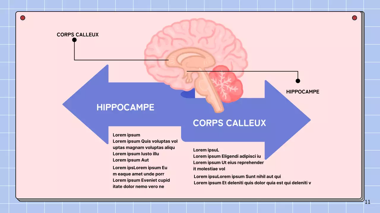 Matériel d'étude pour le cours d'anatomie cérébrale simple rose et bleu ciel