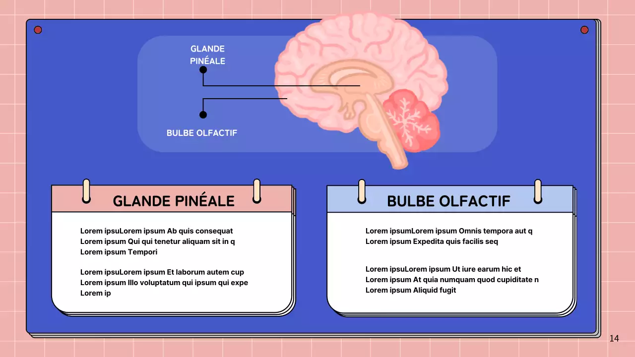 Matériel d'étude pour le cours d'anatomie cérébrale simple rose et bleu ciel