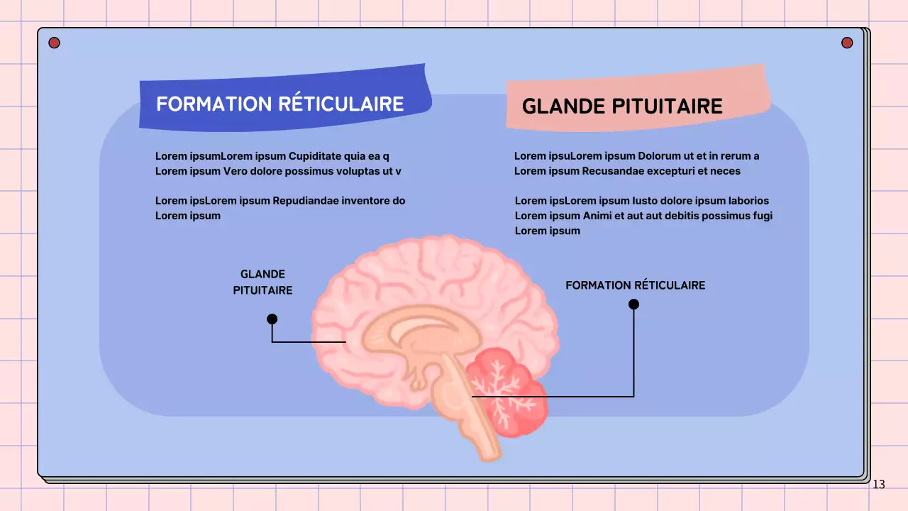 Matériel d'étude pour le cours d'anatomie cérébrale simple rose et bleu ciel