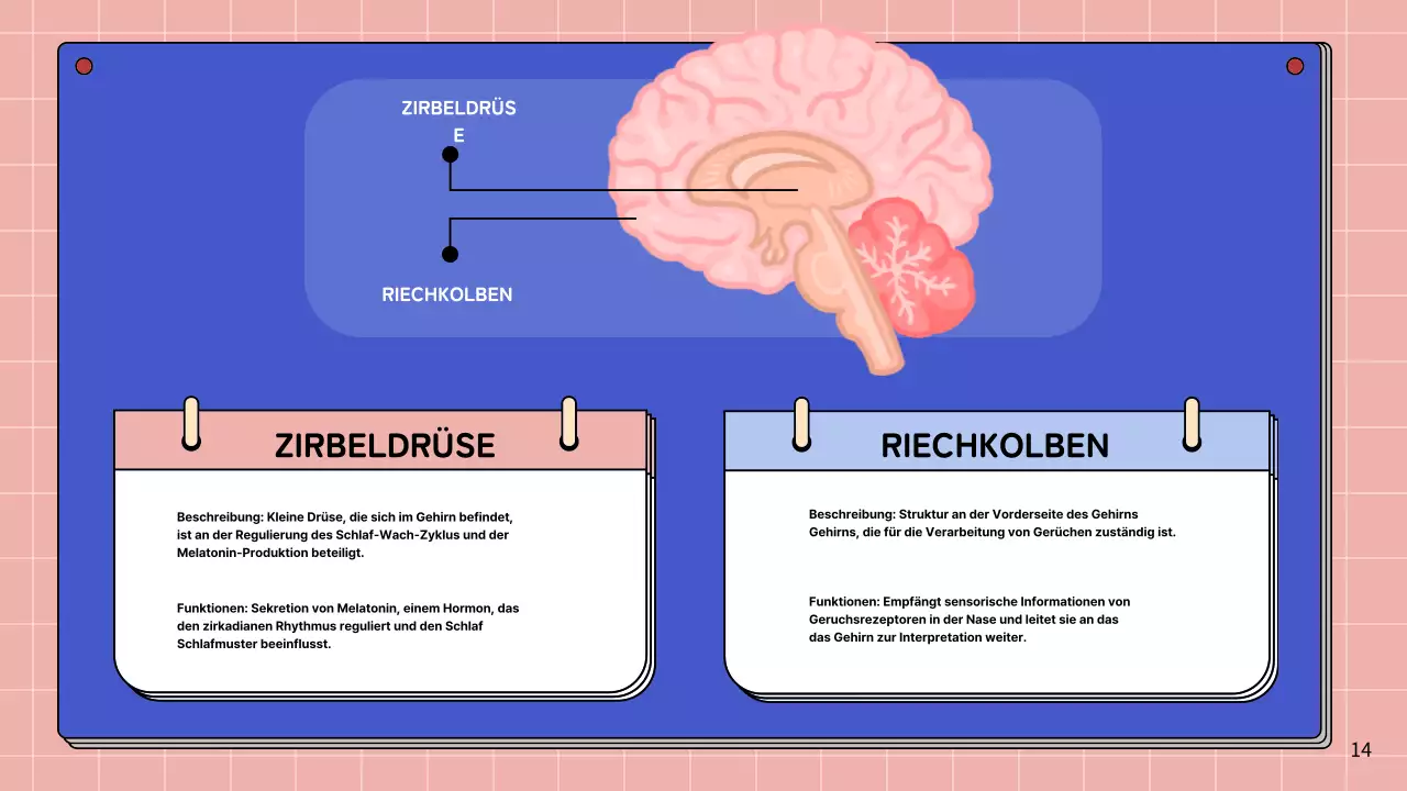 Rosa und himmelblau Einfache Anatomie des Gehirns Klasse Studienmaterialien