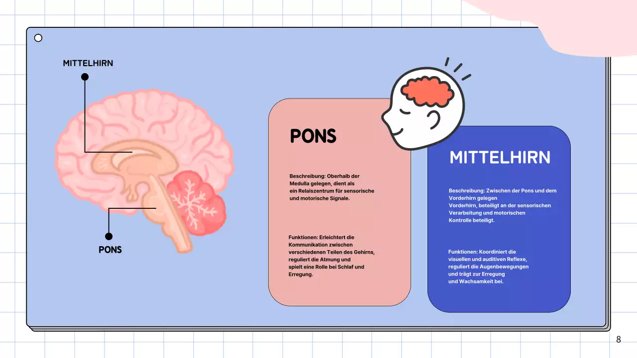 Rosa und himmelblau Einfache Anatomie des Gehirns Klasse Studienmaterialien