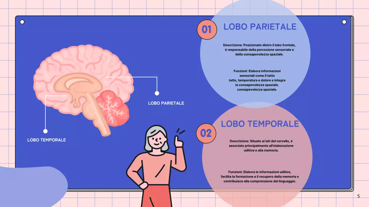 Materiale di studio per le lezioni di anatomia cerebrale semplice rosa e blu cielo