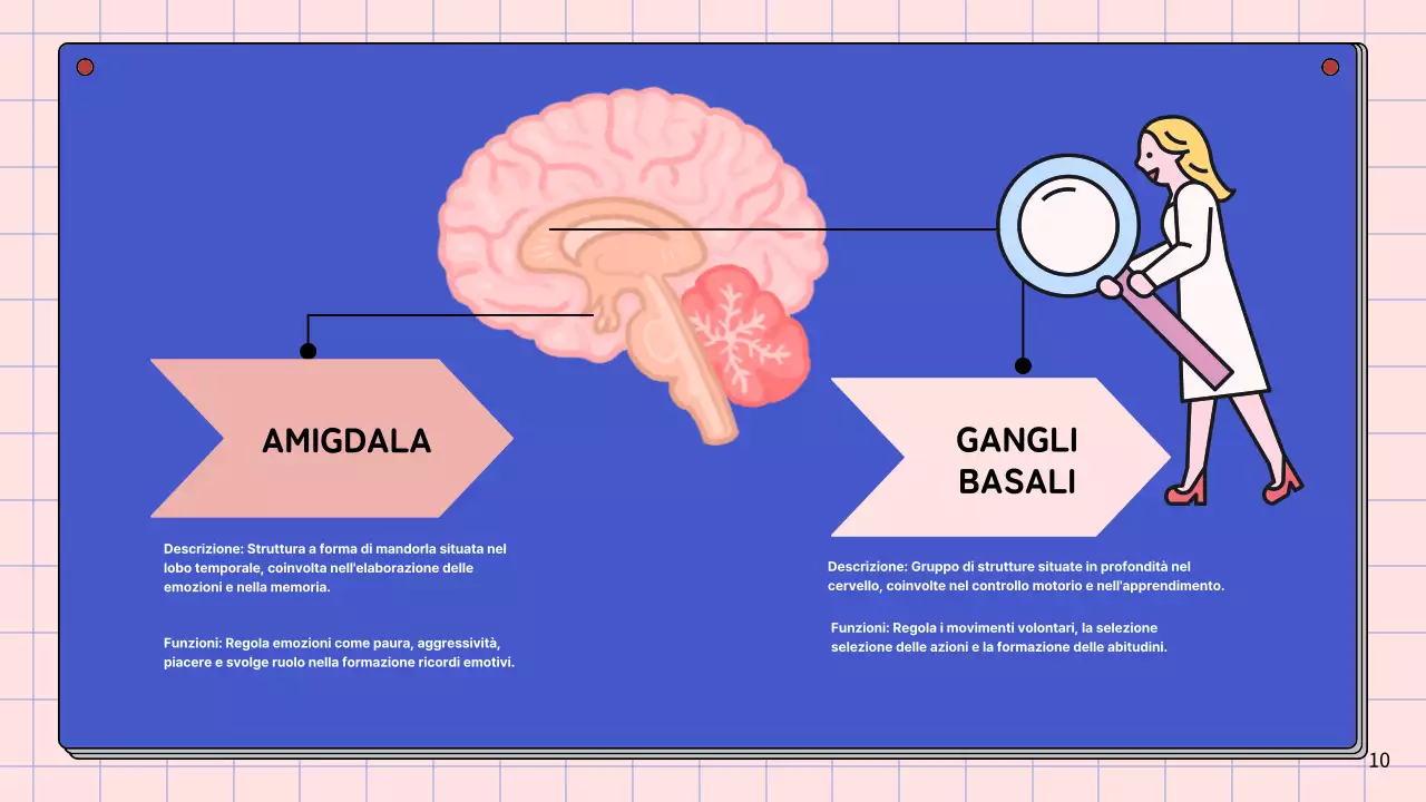 Materiale di studio per le lezioni di anatomia cerebrale semplice rosa e blu cielo