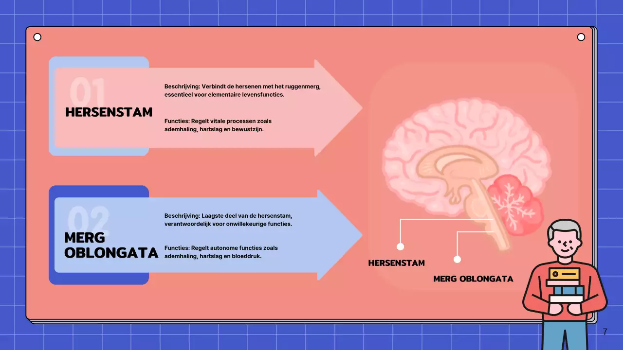 Roze en hemelsblauw eenvoudig studiemateriaal voor de anatomie van de hersenen
