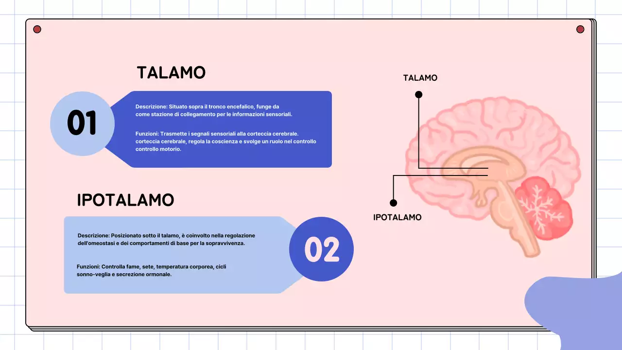 Materiale di studio per le lezioni di anatomia cerebrale semplice rosa e blu cielo