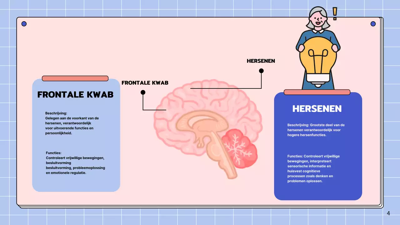 Roze en hemelsblauw eenvoudig studiemateriaal voor de anatomie van de hersenen