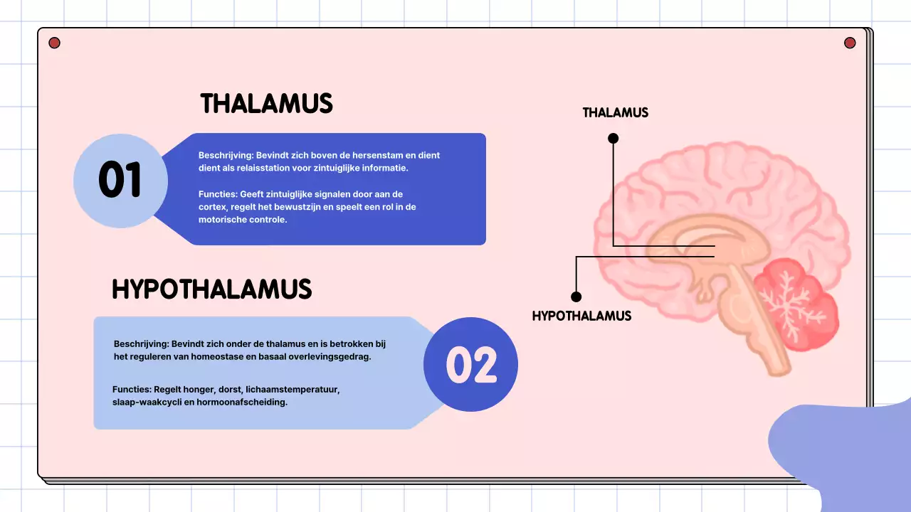 Roze en hemelsblauw eenvoudig studiemateriaal voor de anatomie van de hersenen
