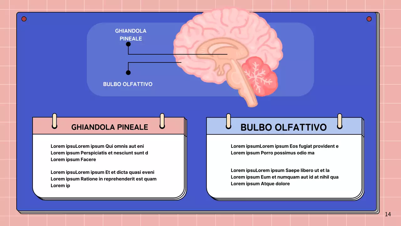 Materiale di studio per le lezioni di anatomia cerebrale semplice rosa e blu cielo