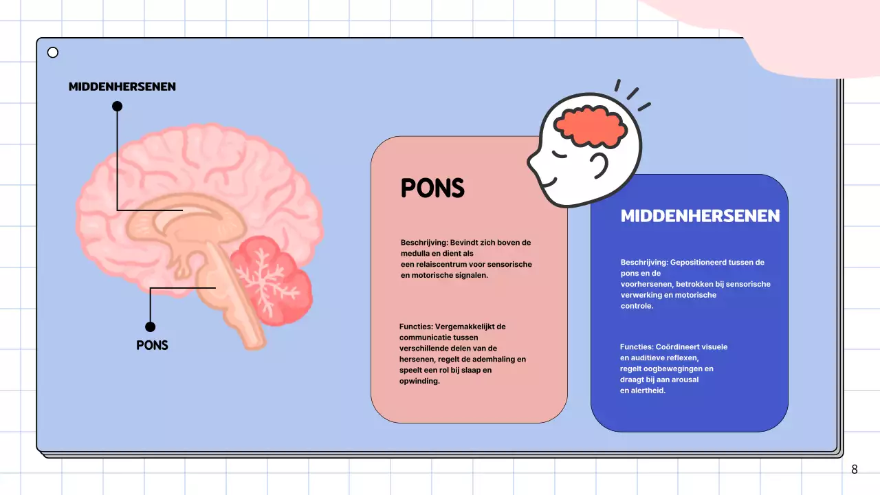 Roze en hemelsblauw eenvoudig studiemateriaal voor de anatomie van de hersenen