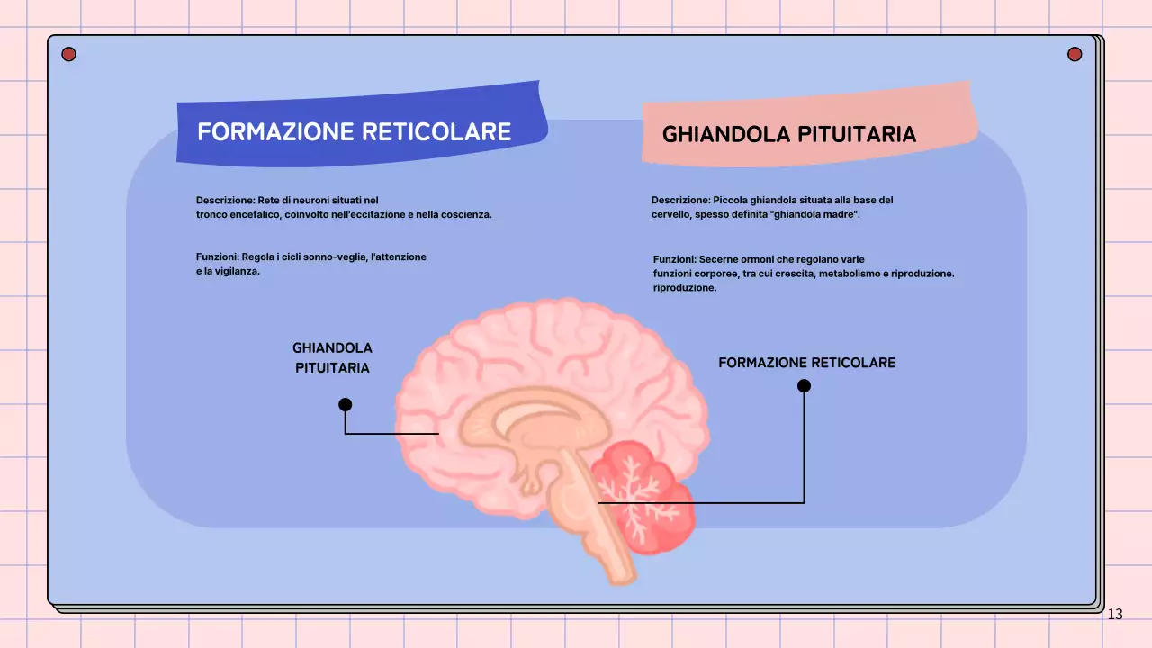 Materiale di studio per le lezioni di anatomia cerebrale semplice rosa e blu cielo
