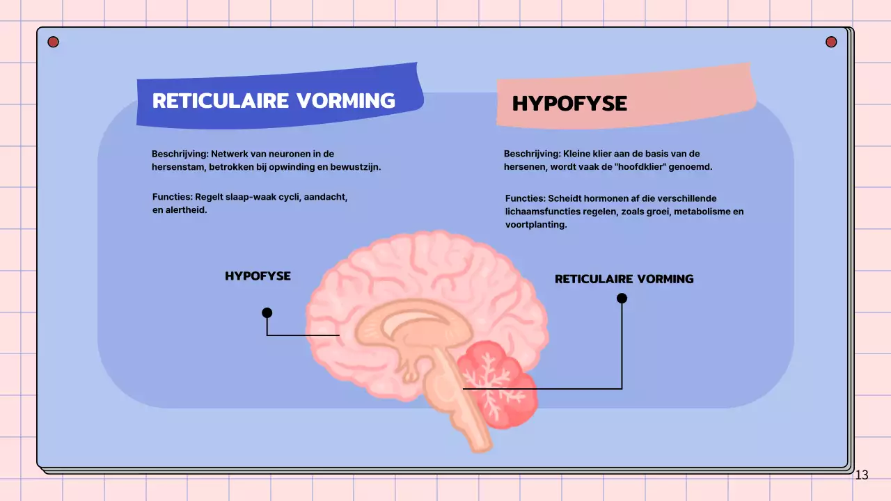Roze en hemelsblauw eenvoudig studiemateriaal voor de anatomie van de hersenen