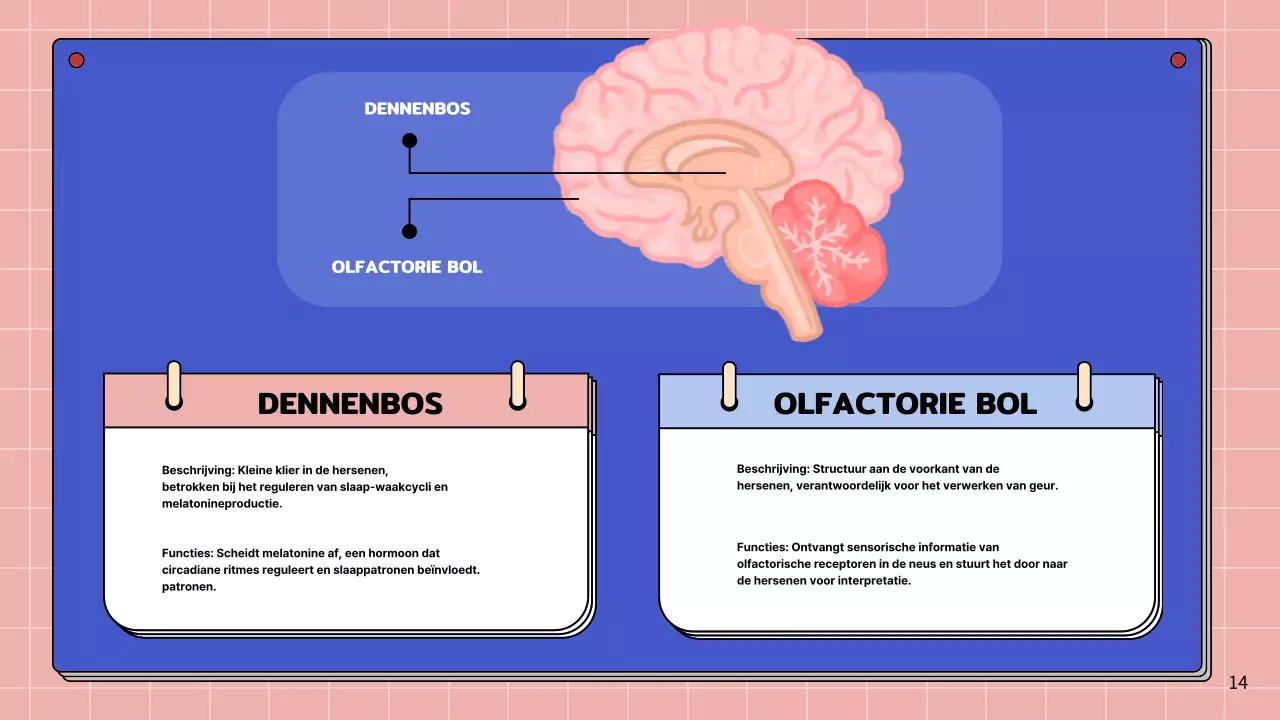 Roze en hemelsblauw eenvoudig studiemateriaal voor de anatomie van de hersenen