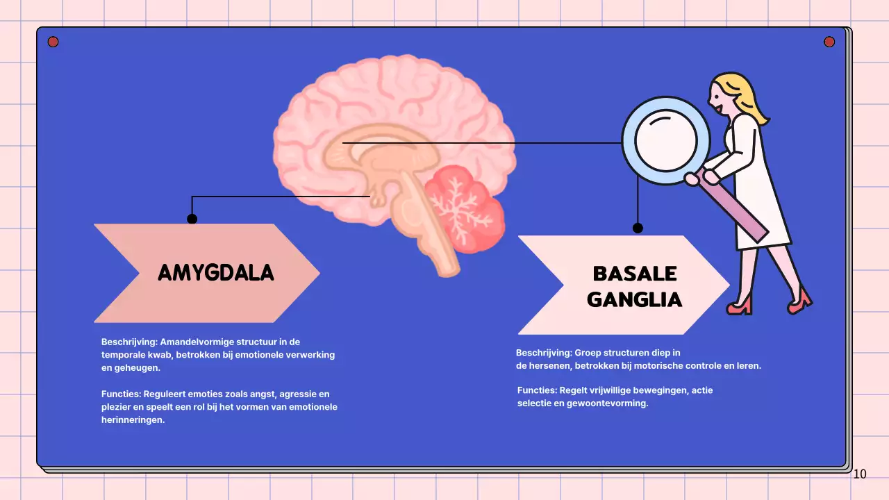 Roze en hemelsblauw eenvoudig studiemateriaal voor de anatomie van de hersenen