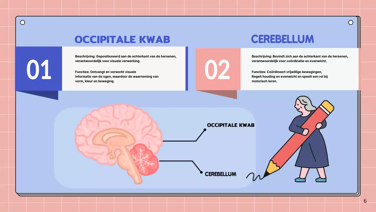 Roze en hemelsblauw eenvoudig studiemateriaal voor de anatomie van de hersenen