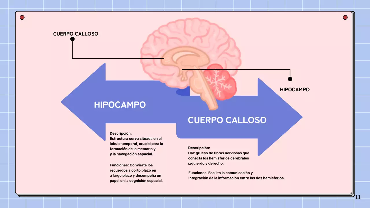 Rosa y azul cielo Anatomía simple del cerebro Materiales de estudio de clase