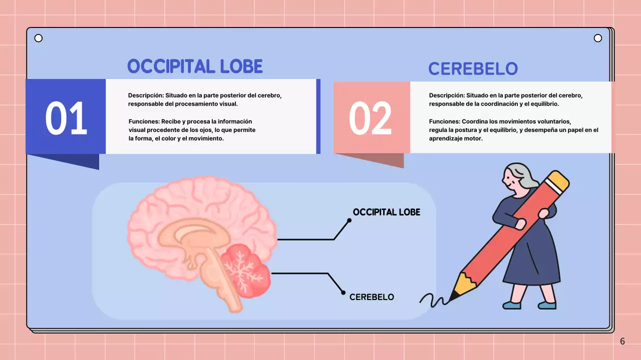 Rosa y azul cielo Anatomía simple del cerebro Materiales de estudio de clase