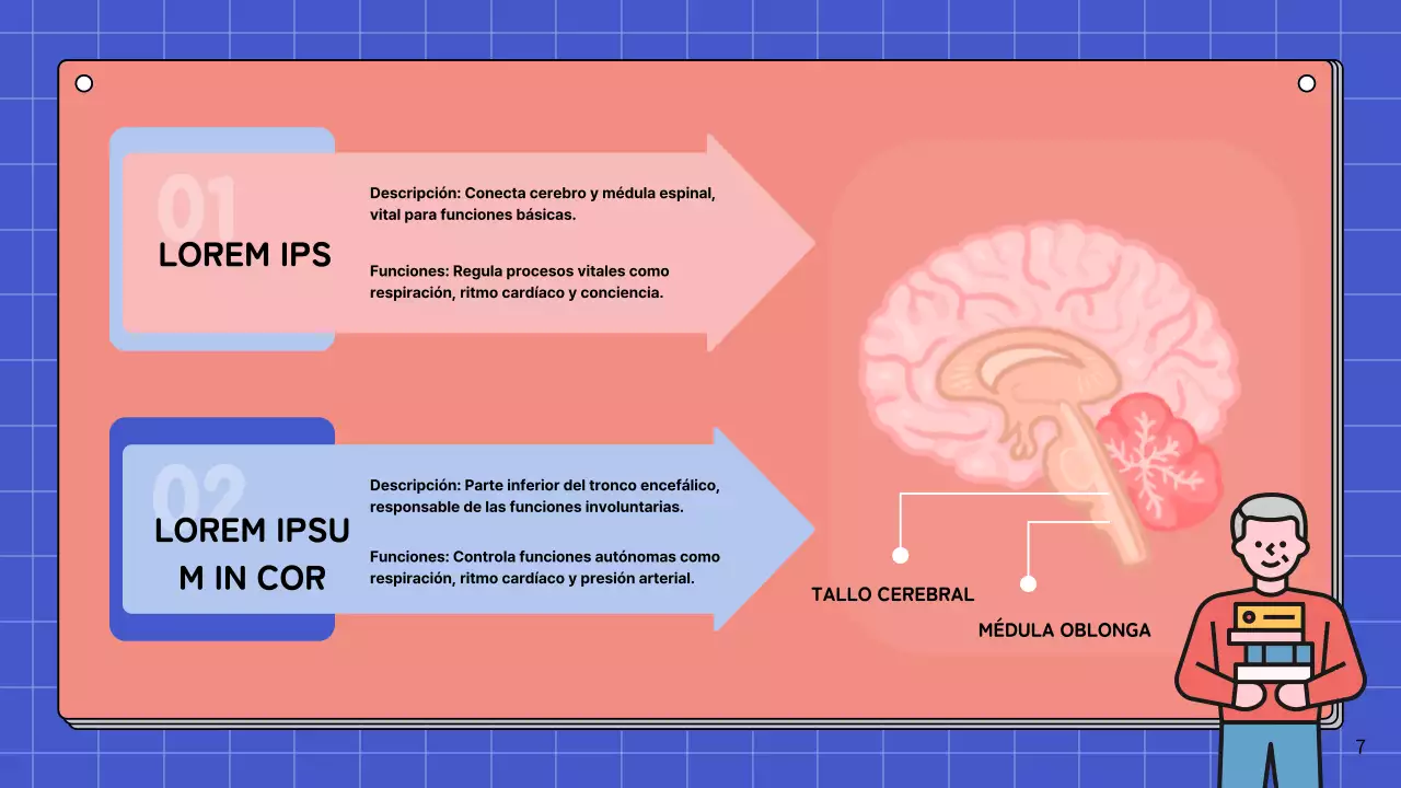 Rosa y azul cielo Anatomía simple del cerebro Materiales de estudio de clase