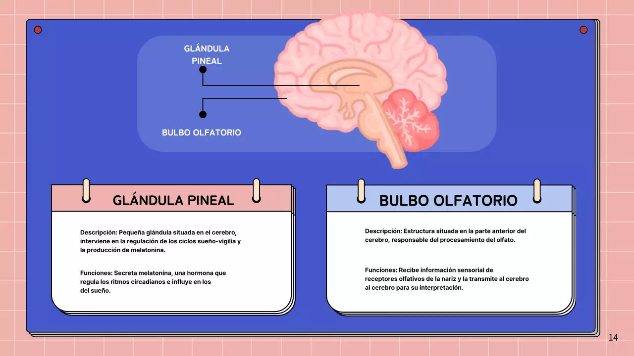 Rosa y azul cielo Anatomía simple del cerebro Materiales de estudio de clase