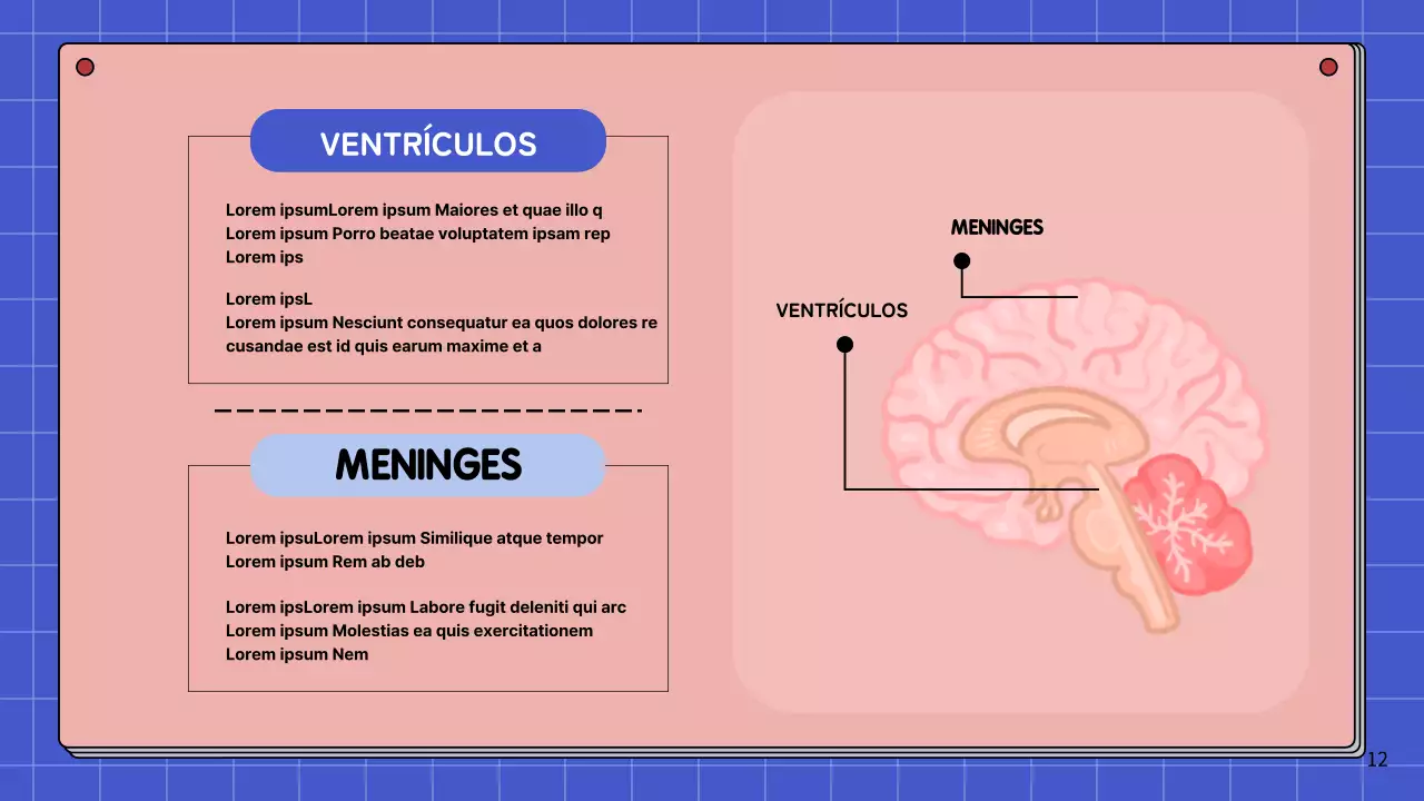 Rosa y azul cielo Anatomía simple del cerebro Materiales de estudio de clase