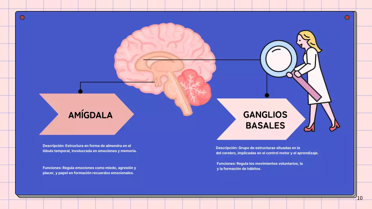 Rosa y azul cielo Anatomía simple del cerebro Materiales de estudio de clase