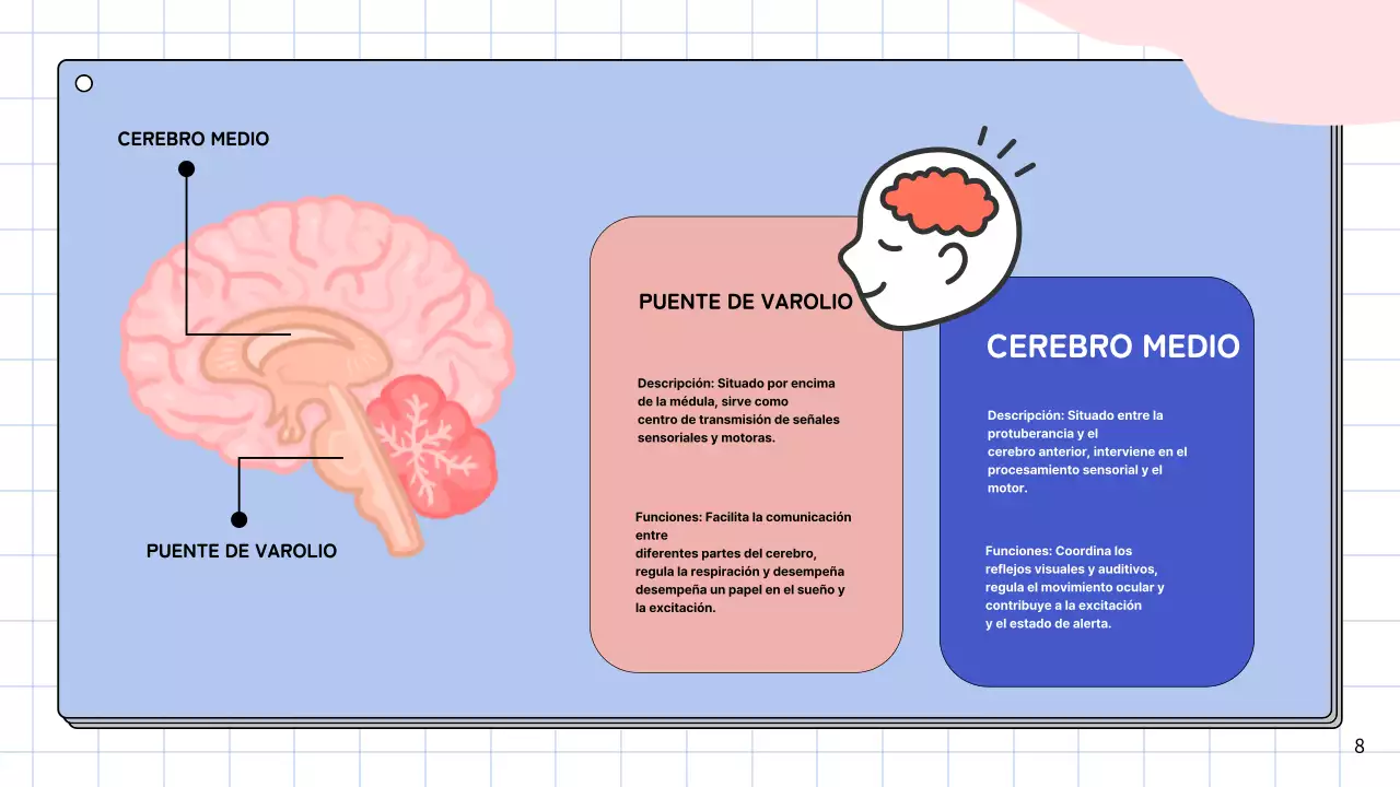 Rosa y azul cielo Anatomía simple del cerebro Materiales de estudio de clase
