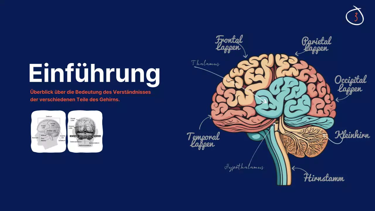 Navy Anatomie des Gehirns Lehrmaterial