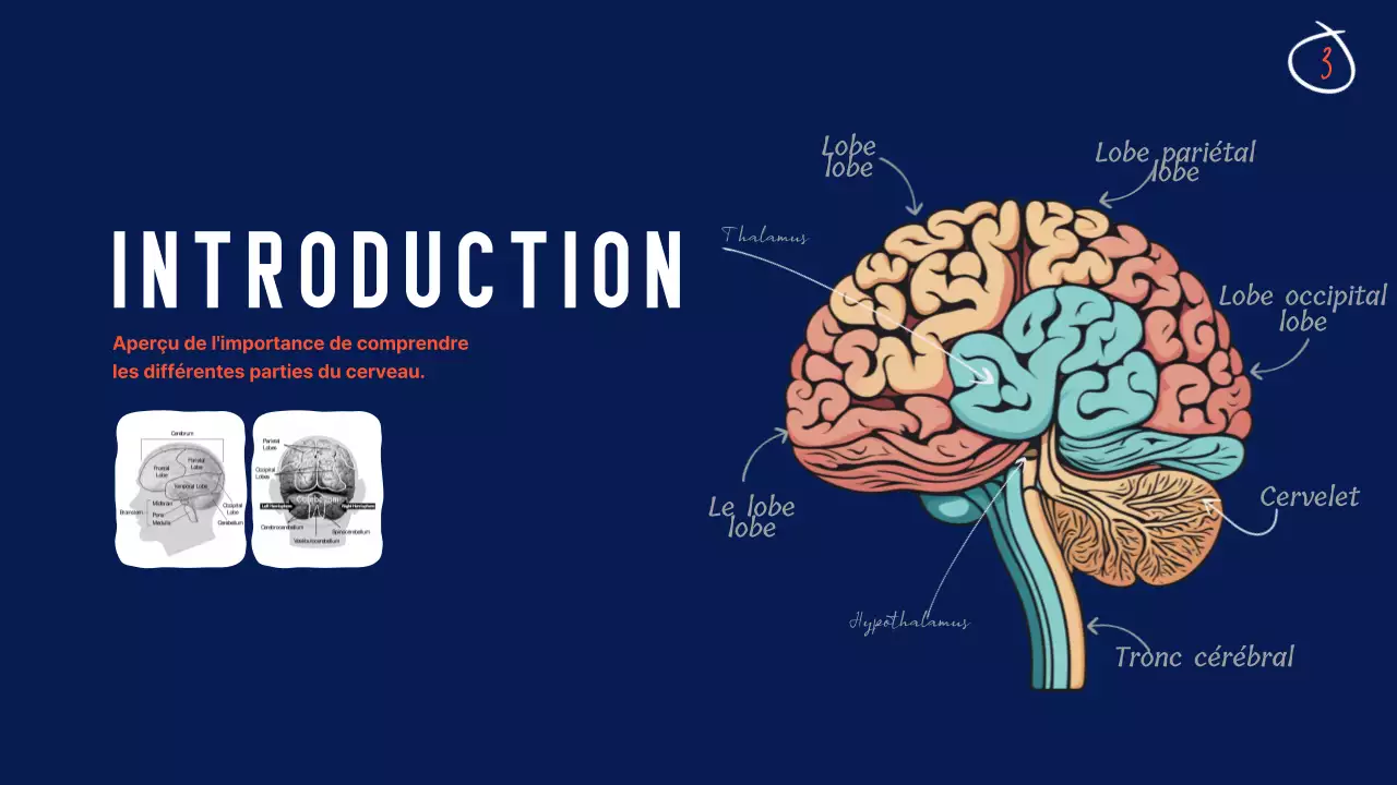 Navy Anatomy of the brain Educational Material (en anglais)