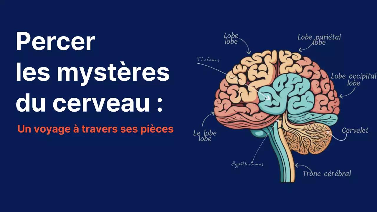 Navy Anatomy of the brain Educational Material (en anglais)