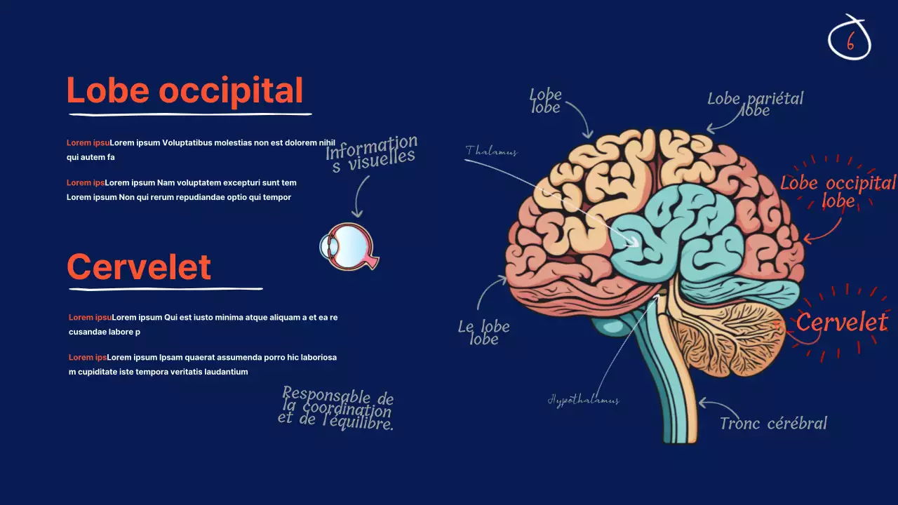 Navy Anatomy of the brain Educational Material (en anglais)