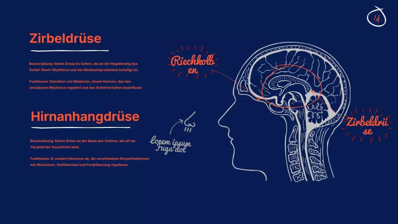 Navy Anatomie des Gehirns Lehrmaterial