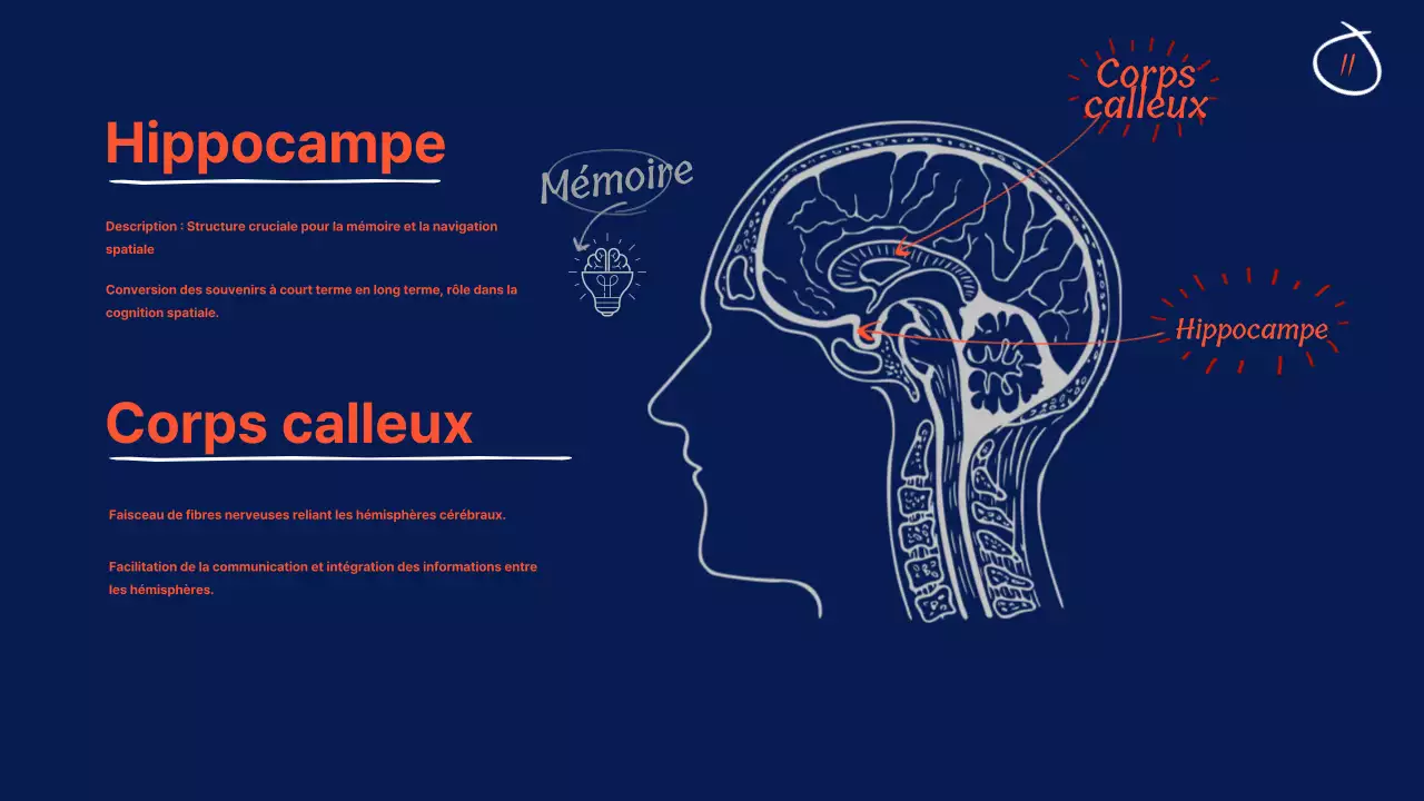 Navy Anatomy of the brain Educational Material (en anglais)