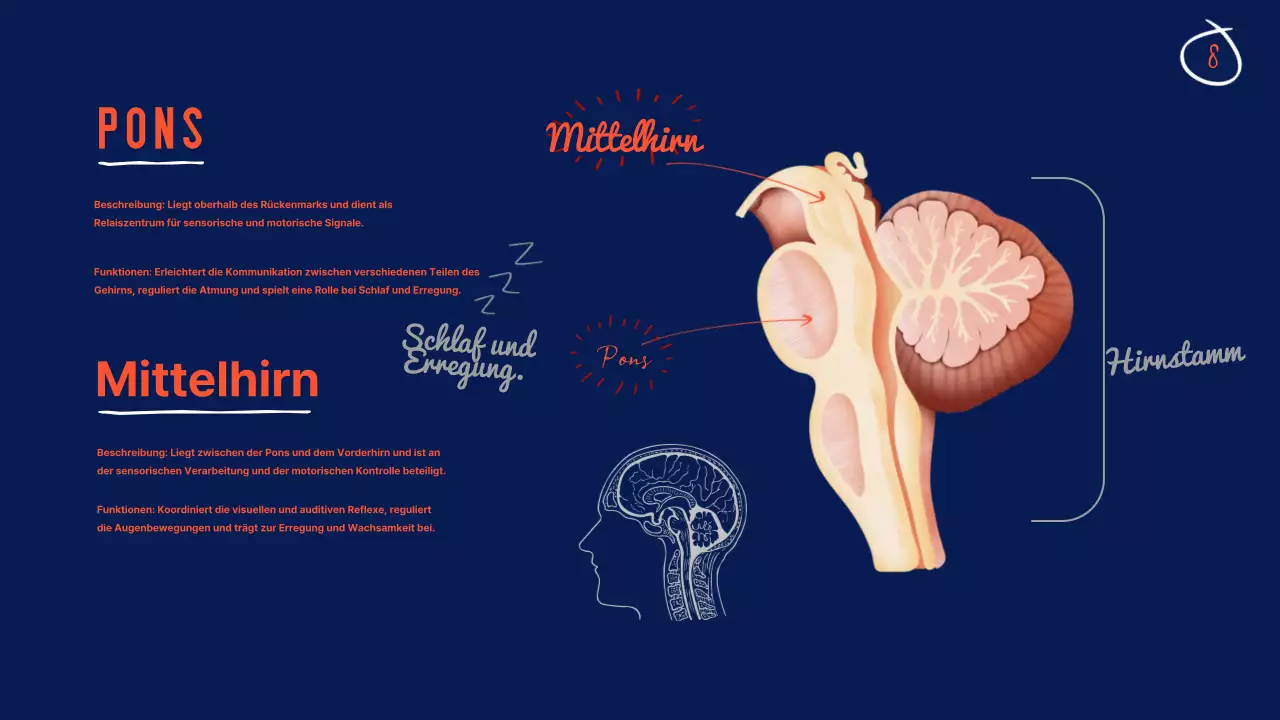 Navy Anatomie des Gehirns Lehrmaterial