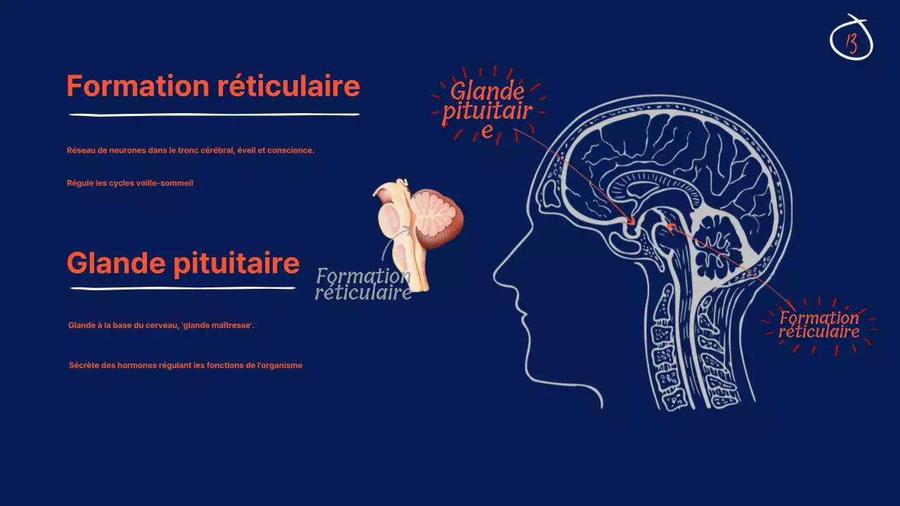 Navy Anatomy of the brain Educational Material (en anglais)