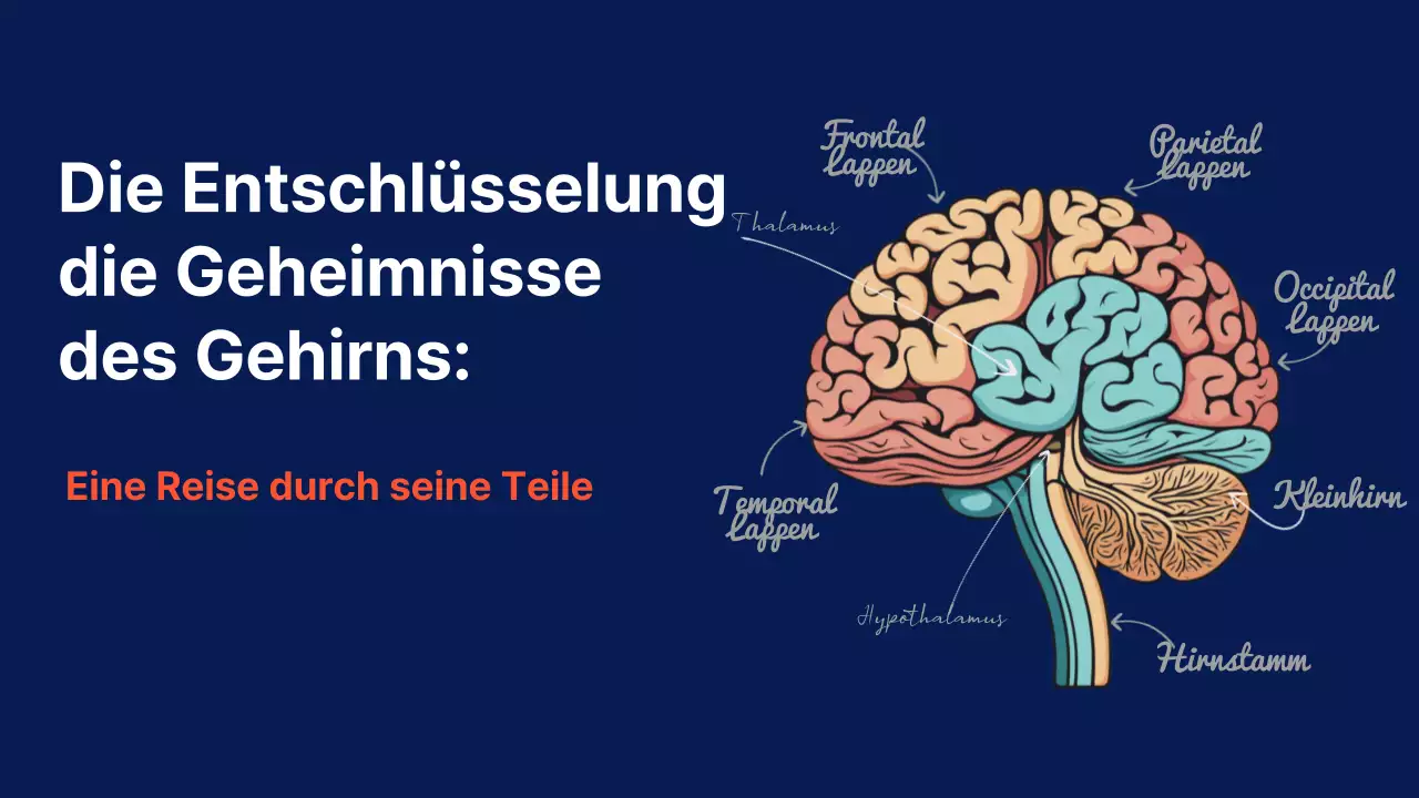 Navy Anatomie des Gehirns Lehrmaterial