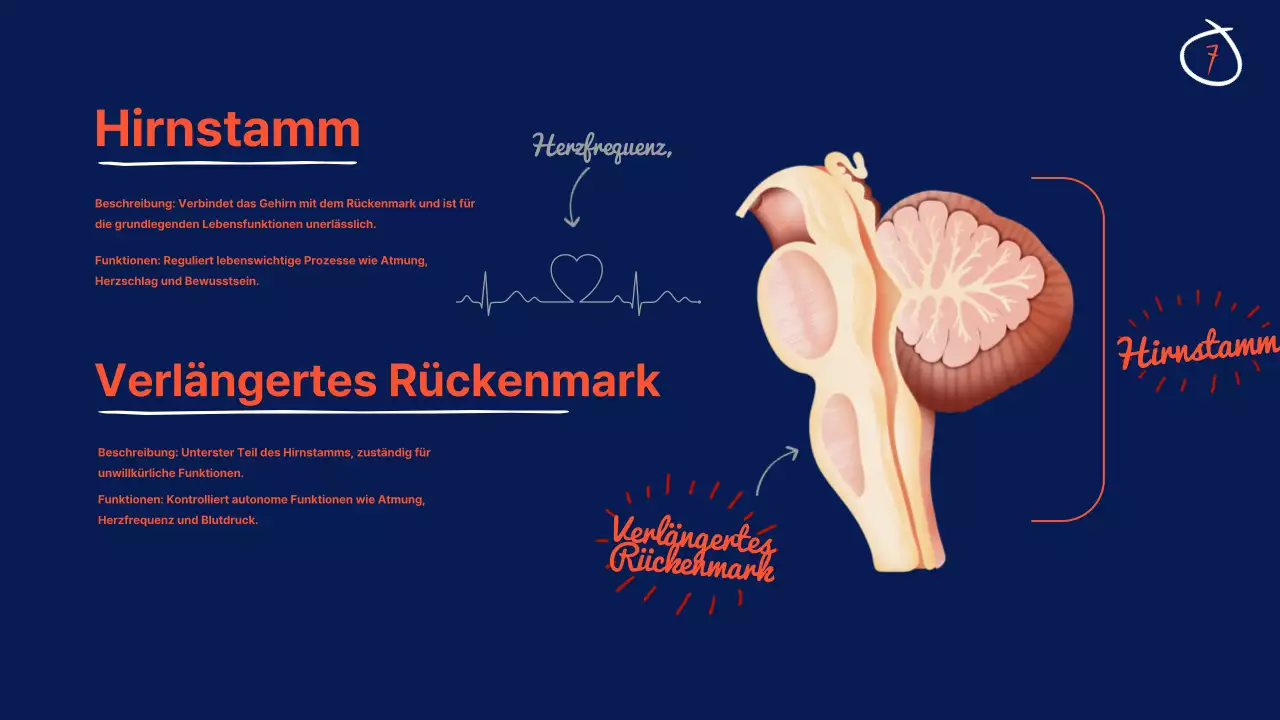 Navy Anatomie des Gehirns Lehrmaterial