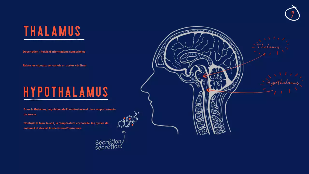 Navy Anatomy of the brain Educational Material (en anglais)