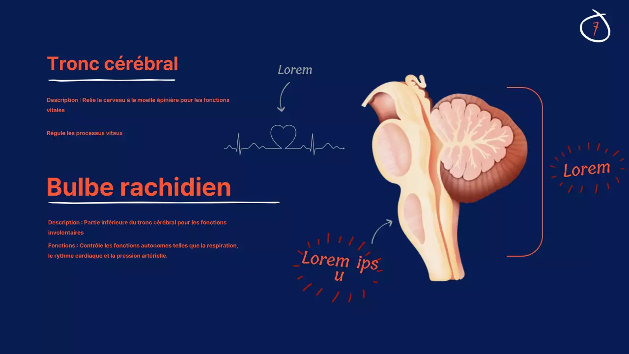 Navy Anatomy of the brain Educational Material (en anglais)