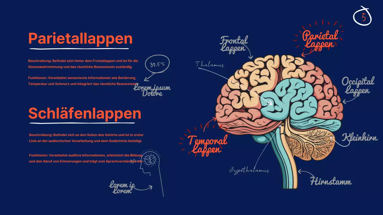 Navy Anatomie des Gehirns Lehrmaterial