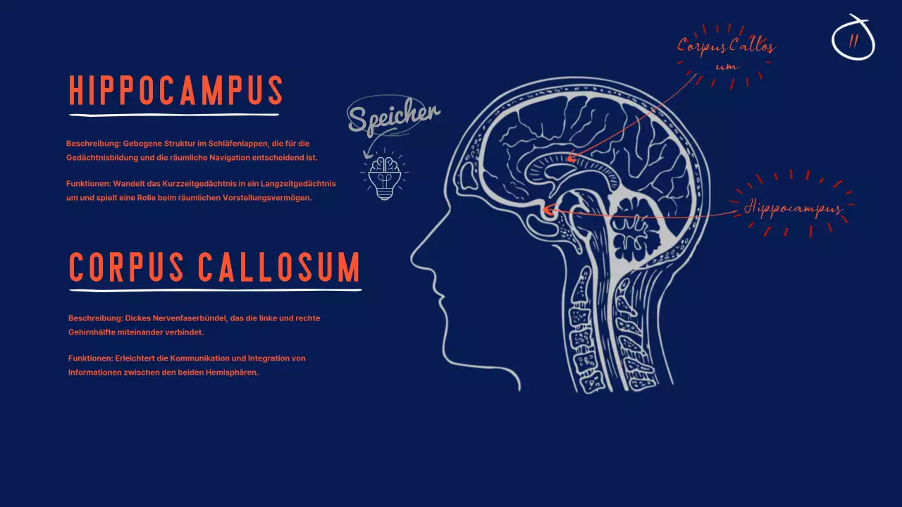 Navy Anatomie des Gehirns Lehrmaterial