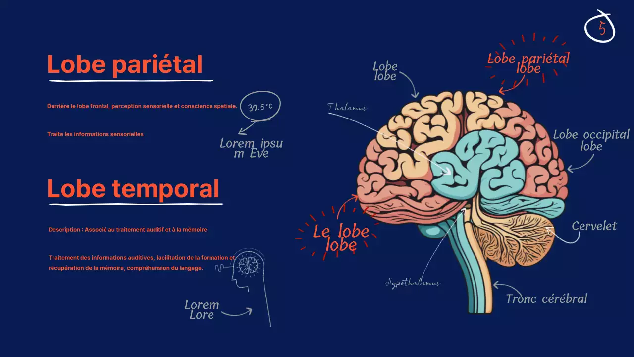 Navy Anatomy of the brain Educational Material (en anglais)
